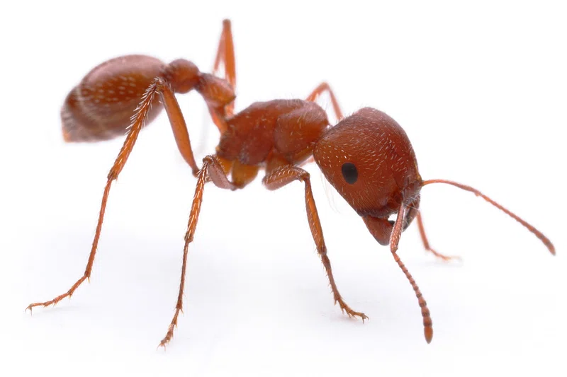 Ant