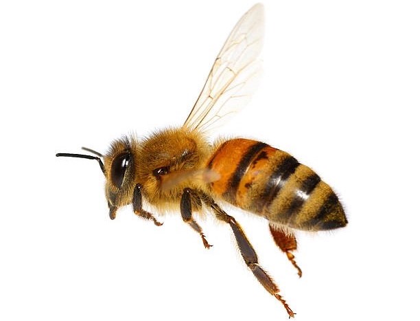 Bee