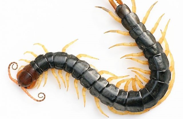Centipede