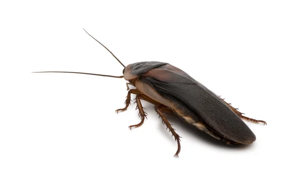 Cockroach