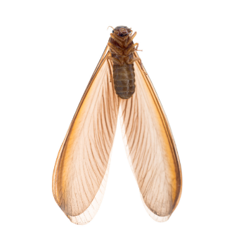 Drywood Termites